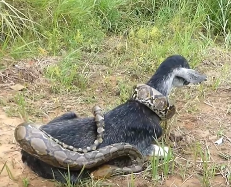 Python Attack Baby Mongoose Mongoose Family Fights Back Python To - Premium Vintage Picture Gallery - 8K