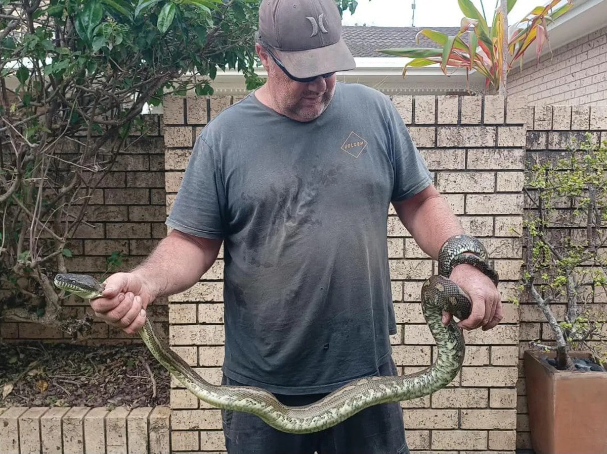 Nightmare As Python Attacks Sleeping Australian Boy Bbc News - Elegant Nature Illustration - Ultra HD