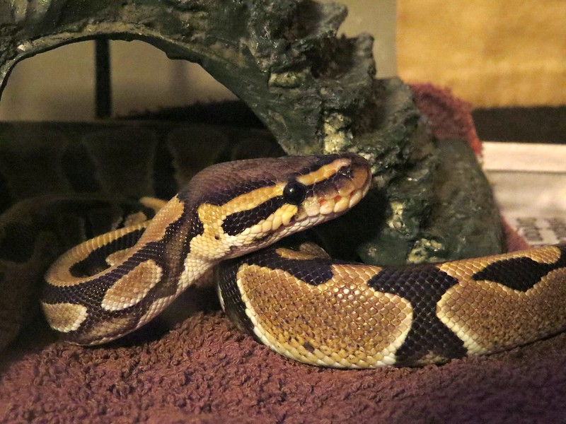 Enraged Man Bites Off Python S Head - Premium High Resolution Abstract Backgrounds | Free Download