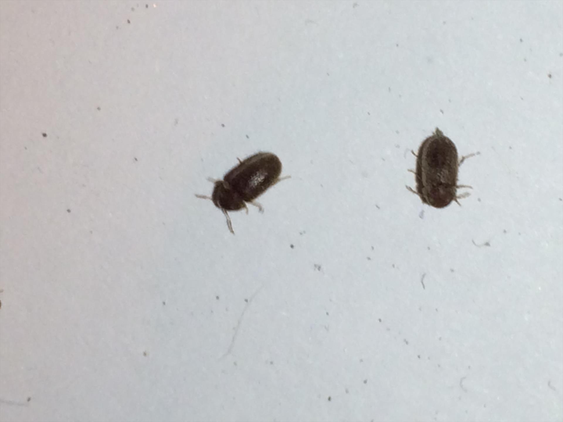 La piaga degli insetti nocivi in casa