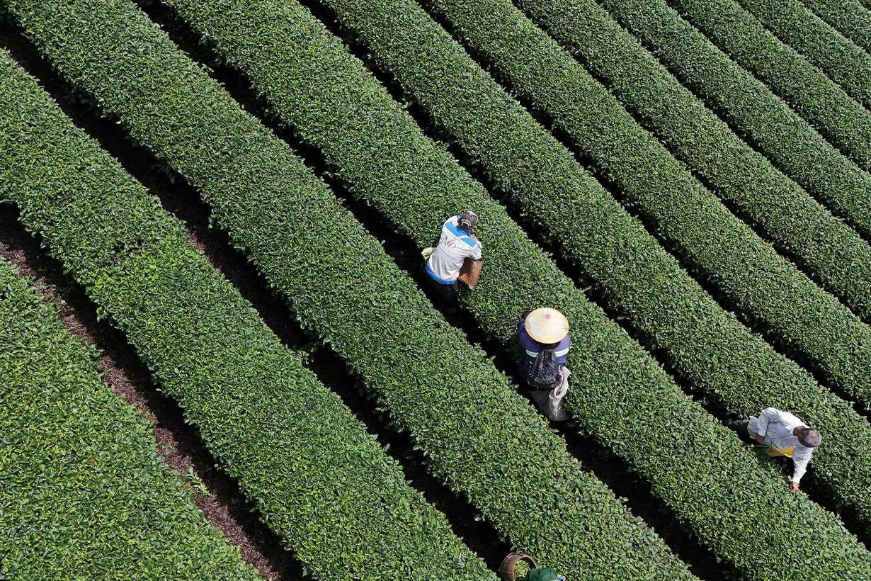 Jiho Teaworks cafe!n bubble tea taichung first store highlight unboxing