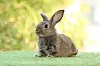 French town overrun by rabbits puts up posters of… rabbit stew recipe