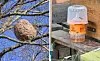 Install asian hornet traps in france to prevent 2026 invasion