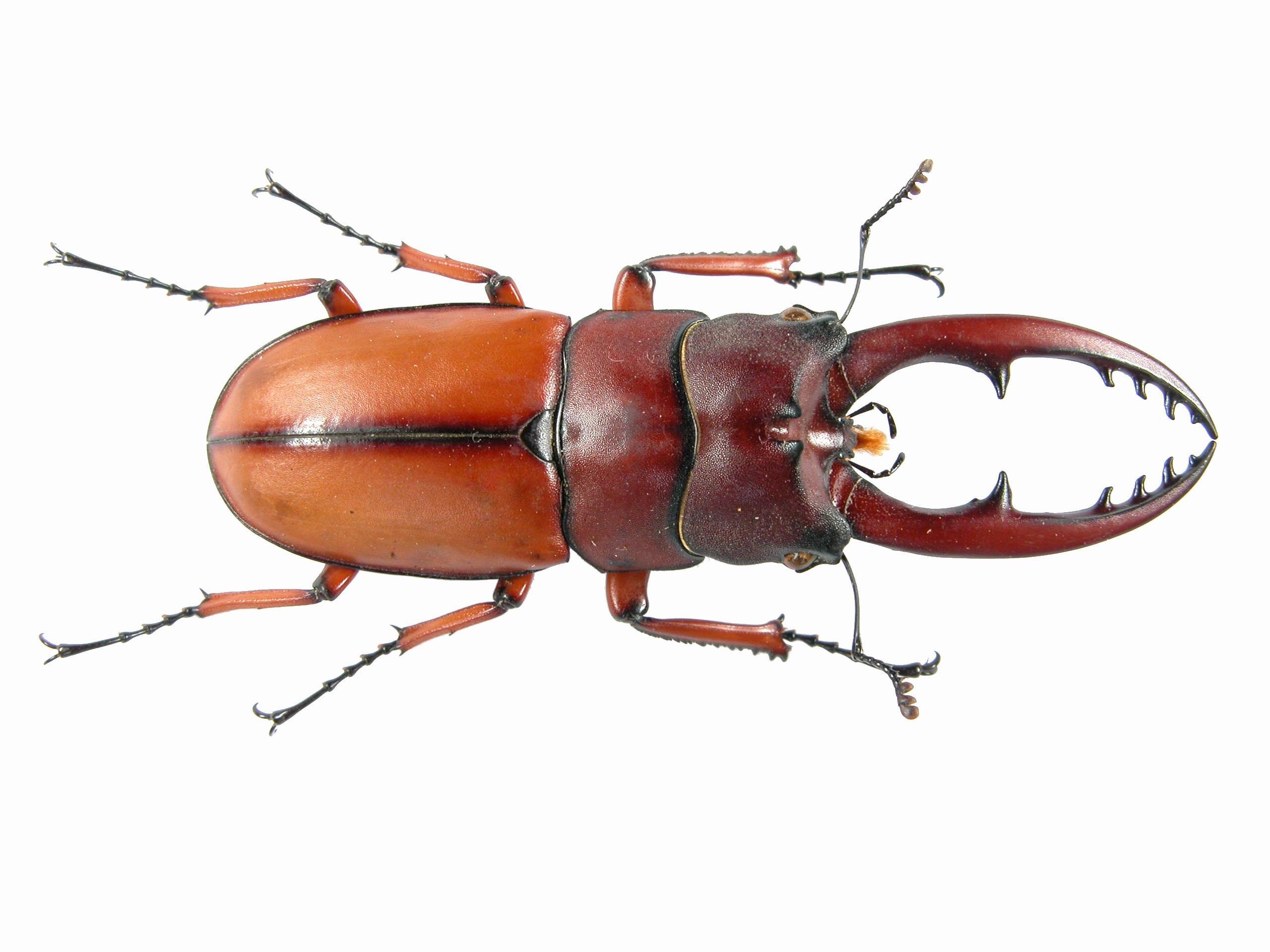 鞘翅目英文鞘翅目昆蟲 Coleoptera Steur