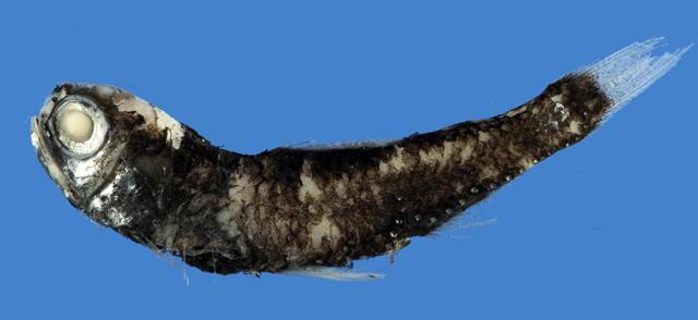 七星魚英文七星魚 Pablodiaz