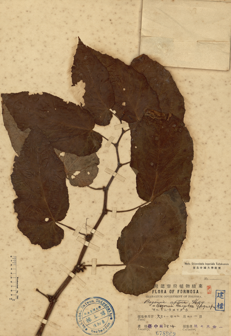 海棠果英文名稱 海棠果 Kmbymh