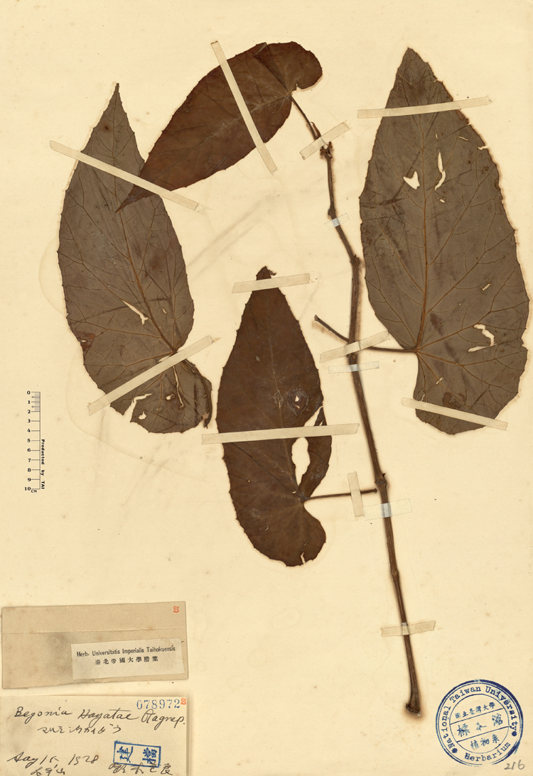 海棠果英文名稱 海棠果 Kmbymh