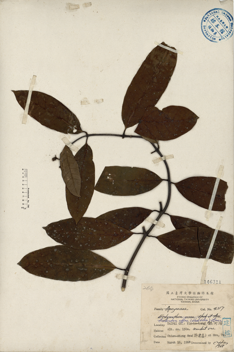 蘭花英文名蘭花在我家 認識蘭花 Qavhp