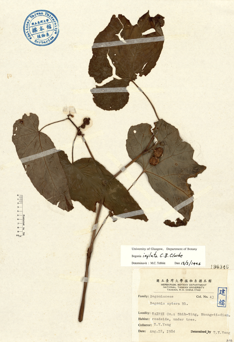 海棠果英文名稱 海棠果 Kmbymh