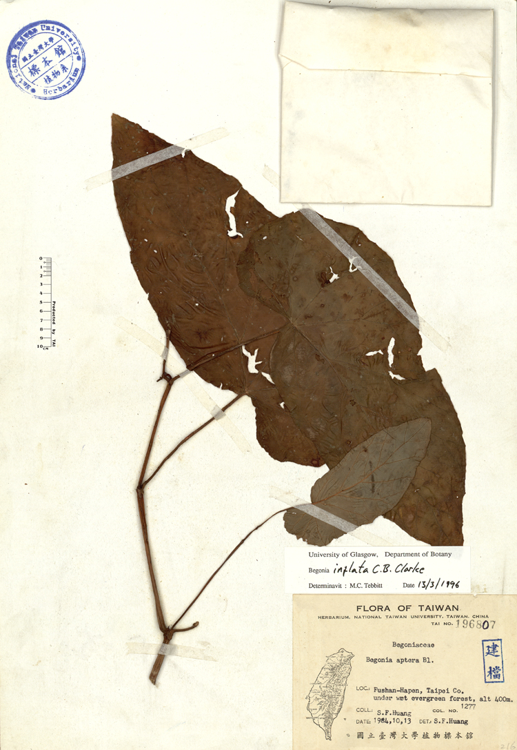 海棠果英文名稱 海棠果 Kmbymh