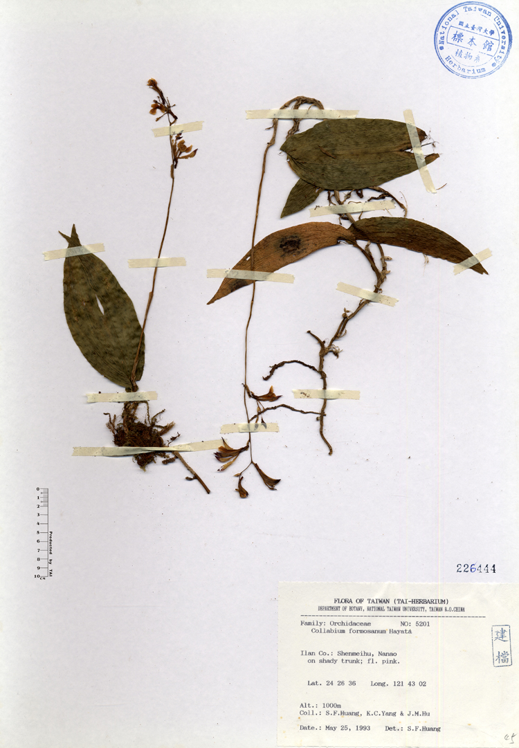 蘭花英文名蘭花在我家 認識蘭花 Qavhp