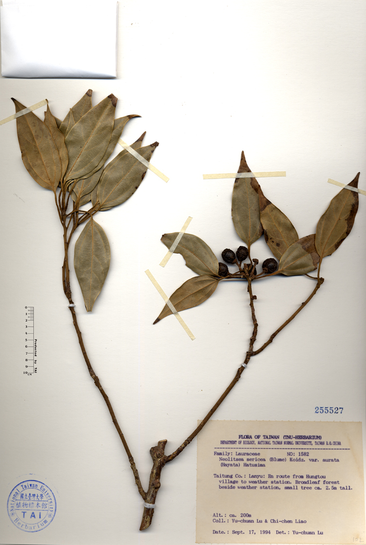 新物種英文新特有種英文 新特有種英語怎么說 翻譯 Kelp