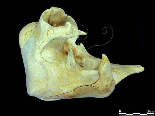 侏儒英文pygmy Qphii