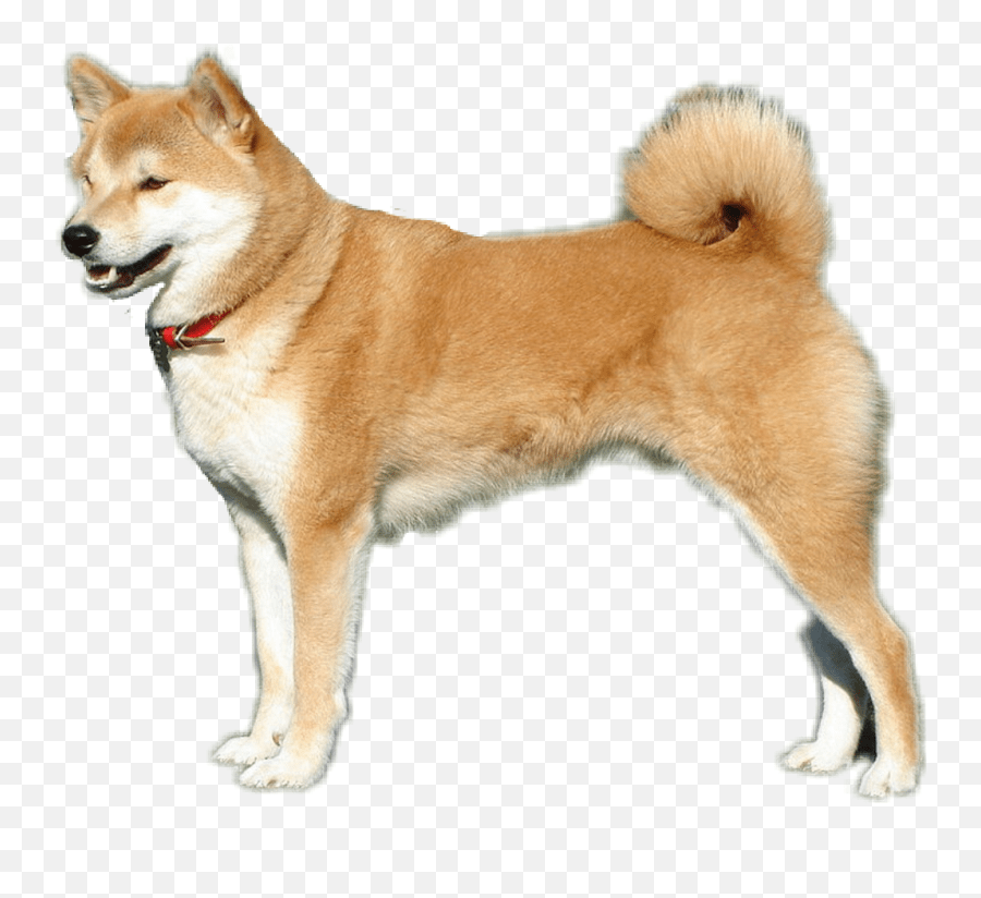 Search more hd transparent doge image on kindpng. Shibe Drawing Shiba Inu Transparent Transparent Background Shiba Inu Transparent Emoji Doge Emoticon Free Transparent Emoji Emojipng Com