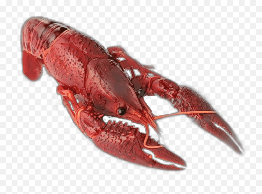 I have transparent png's loaded into my android sticker moji app (i have also . Largest Collection Of Free Toedit Crawfish Stickers Crawfish Png Emoji Crawfish Emoji Free Transparent Emoji Emojipng Com