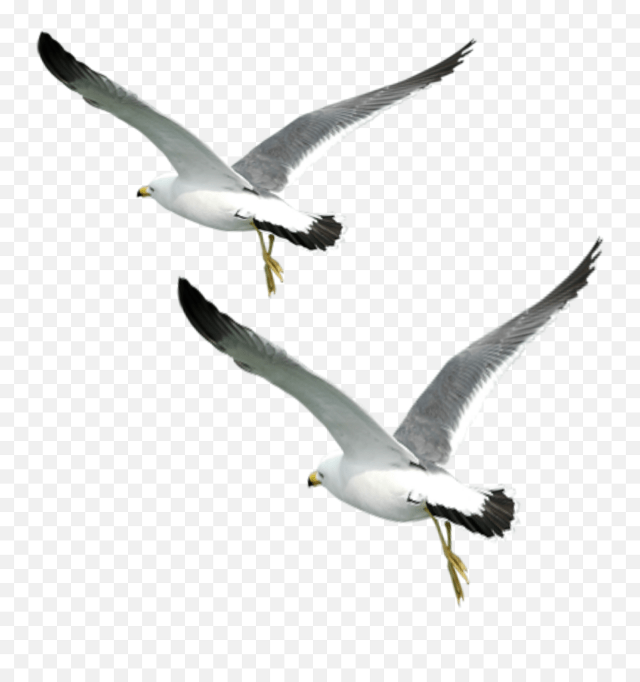Birds Flying Png : Birds Flying Png Images Png Cliparts Free Download On Seekpng : Window.dtcarousel.push(function() { const aspect =.