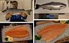 Salmon Evolution Fish Exceeding Expectations - Retina Mountain Photos for Desktop