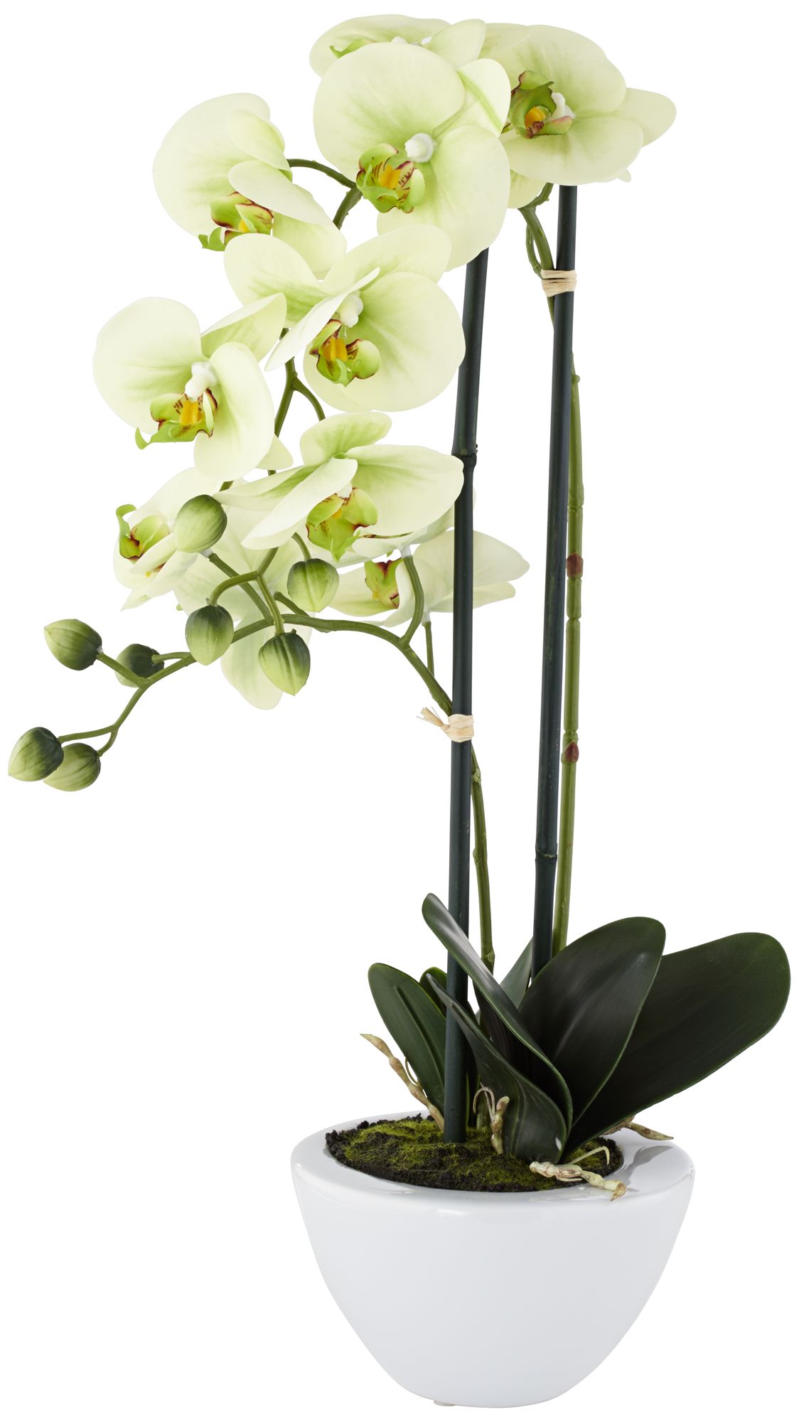 Light Green Phalaenopsis Faux Orchid in White Ceramic Pot ...