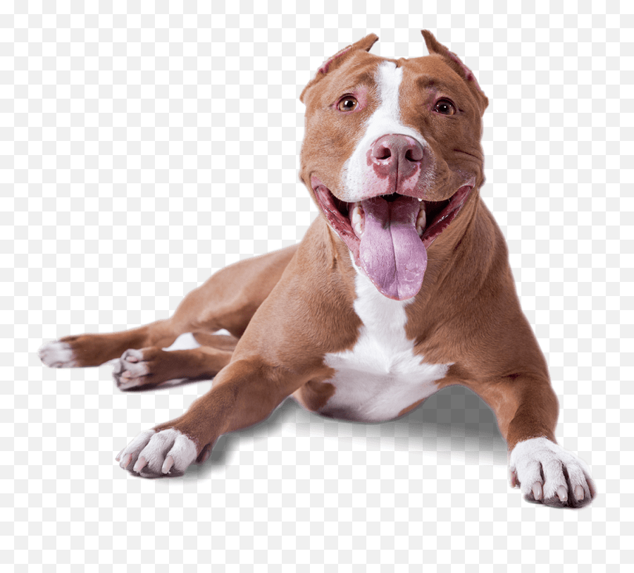 Search more high quality free transparent png images on . Pitbull Lying Down Transparent Png Dog Transparent Background Png Pitbull Png Free Transparent Png Images Pngaaa Com