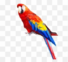 Used as background since this image contains transparency. Free Transparent Parrot Transparent Background Images Page 1 Pngaaa Com