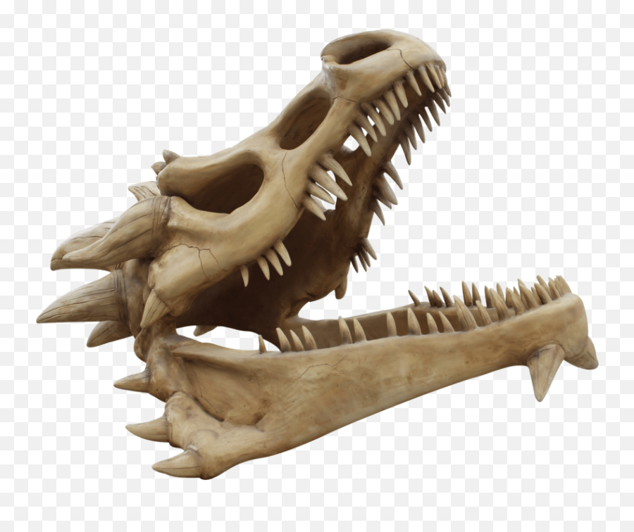 Dragon Skull Png Transparent Collections Dragon Skull Png Skeleton Png Transparent Free Transparent Png Images Pngaaa Com