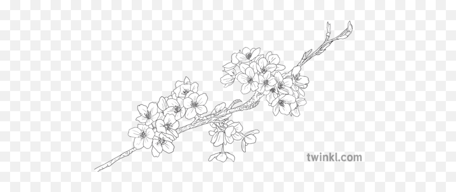 Discover and download free cherry blossom flower png images on pngitem. Cherry Blossom Branch Object Plant Flower Hanami Sakura Cherry Blossom Transparent Black And White Png Cherry Blossom Flower Png Free Transparent Png Images Pngaaa Com
