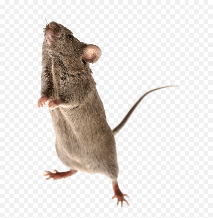 Affordable and search from millions of royalty free images, photos and vectors. Mouse Animal Png Brown Rat Mouse Animal Png Free Transparent Png Images Pngaaa Com