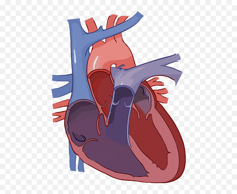 Humans have a closed circulatory system. Library Of Human Heart Picture Blood Flow Png Files Heart Diagram Without Labelling Flow Png Free Transparent Png Images Pngaaa Com