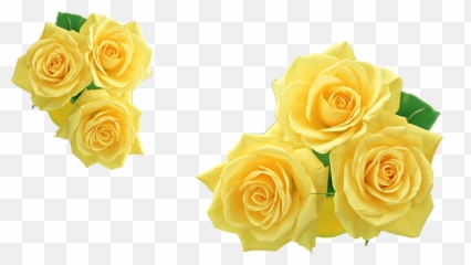 Download free yellow roses png png with transparent background. Free Transparent Yellow Rose Transparent Images Page 1 Pngaaa Com