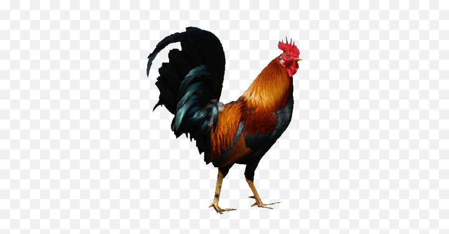 Cock Png Rooster Free Transparent Png Images Pngaaa Com