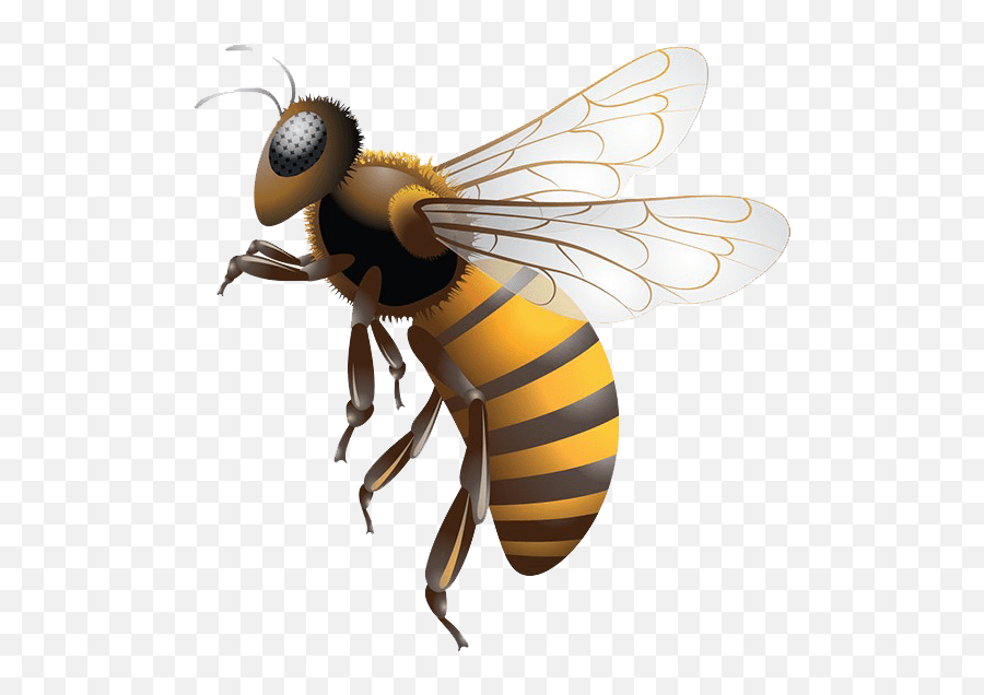 Wilson in the creation story of the kalahari desert's san people, a. Bee Png Transparent Background Stingless Bee Honey Png Bee Transparent Background Free Transparent Png Images Pngaaa Com