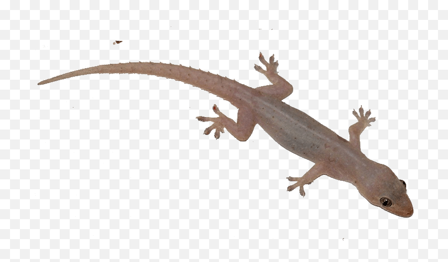 To view the full png size . Download Home Lizard Png Lizard Png Free Transparent Png Images Pngaaa Com