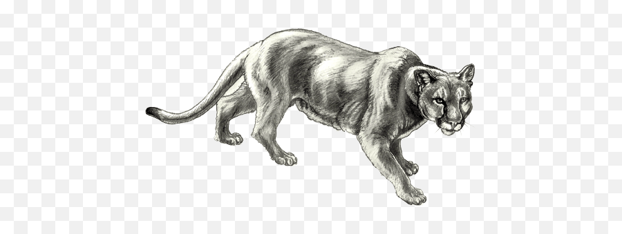 133 mountain lion png transparent images. Mountain Lion Black And White Png Image Mountain Lion Lewis And Clark Mountain Lion Png Free Transparent Png Images Pngaaa Com
