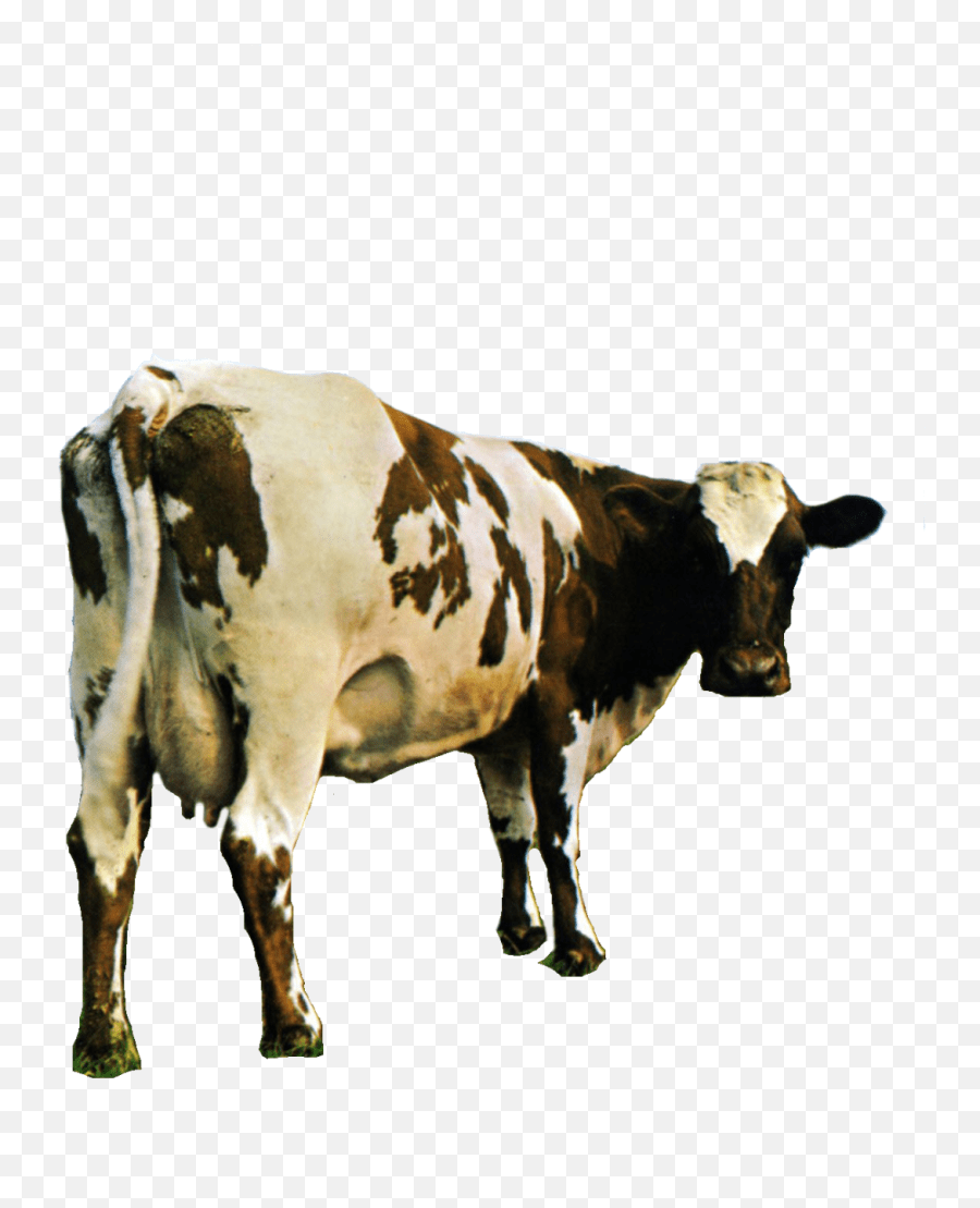 Snake Your Beard Hurts U2014 Transparent Pink Floyd Cow For Pink Floyd Atom Heart Mother Png Cow Transparent Free Transparent Png Images Pngaaa Com