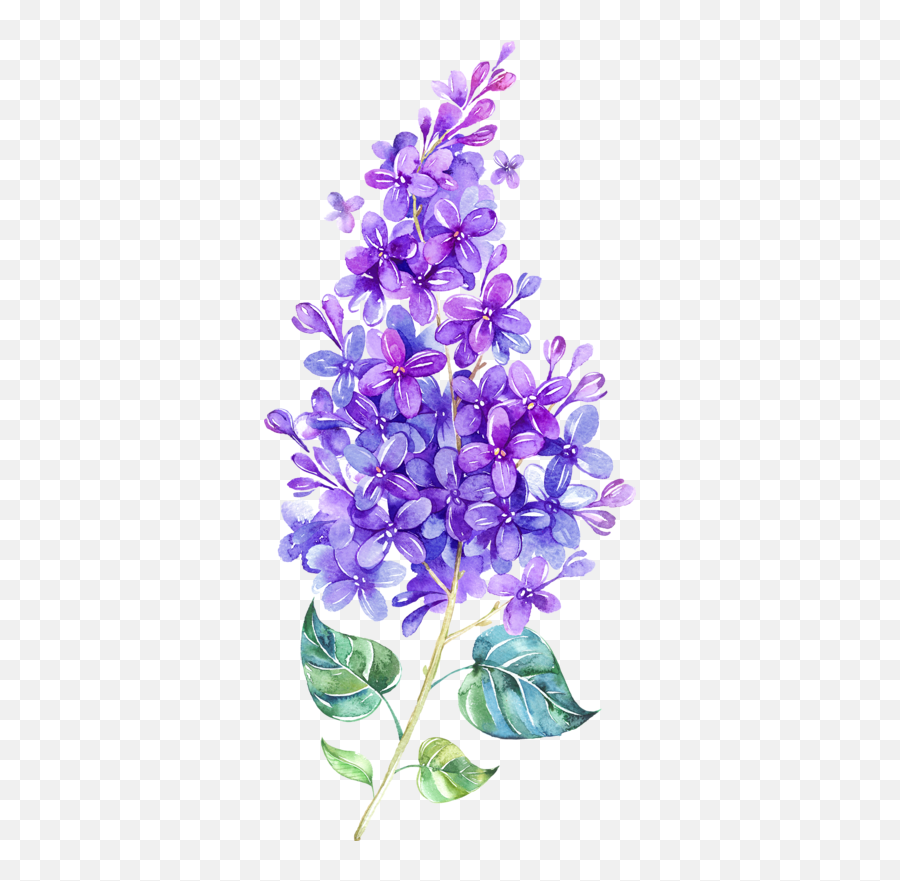 Download purple flower png free icons and png images. Lilac Flowers Png Images Free Download Watercolor Lilac Flower Lilac Png Free Transparent Png Images Pngaaa Com