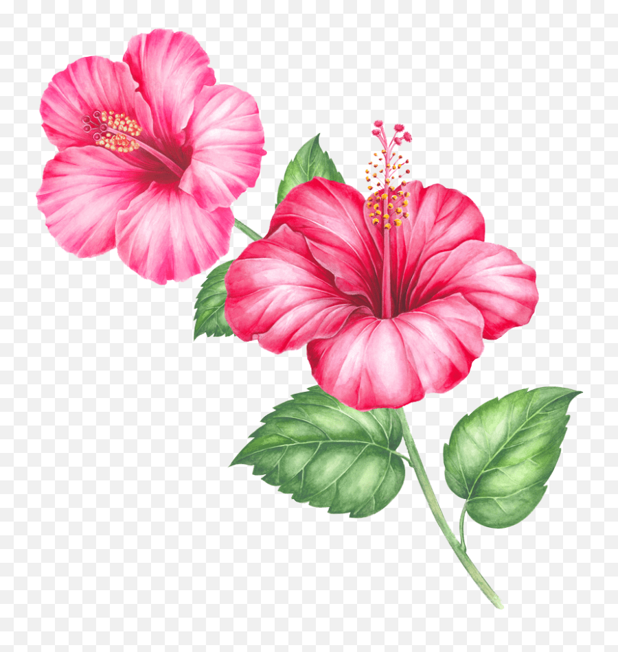Search more creative png resources with no backgrounds . Png Sector Single Flower And Psd Free Download Hibiscus Transparent Hawaiian Flower Png Free Transparent Png Images Pngaaa Com