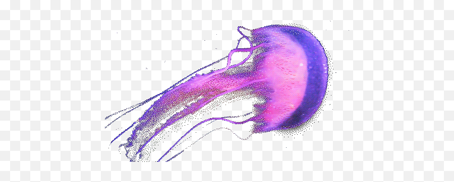 Jellyfish png images free download. Transparent Jellyfish Gif Jelly Transparent Jelly Fish Gif Png Transparent Jellyfish Free Transparent Png Images Pngaaa Com