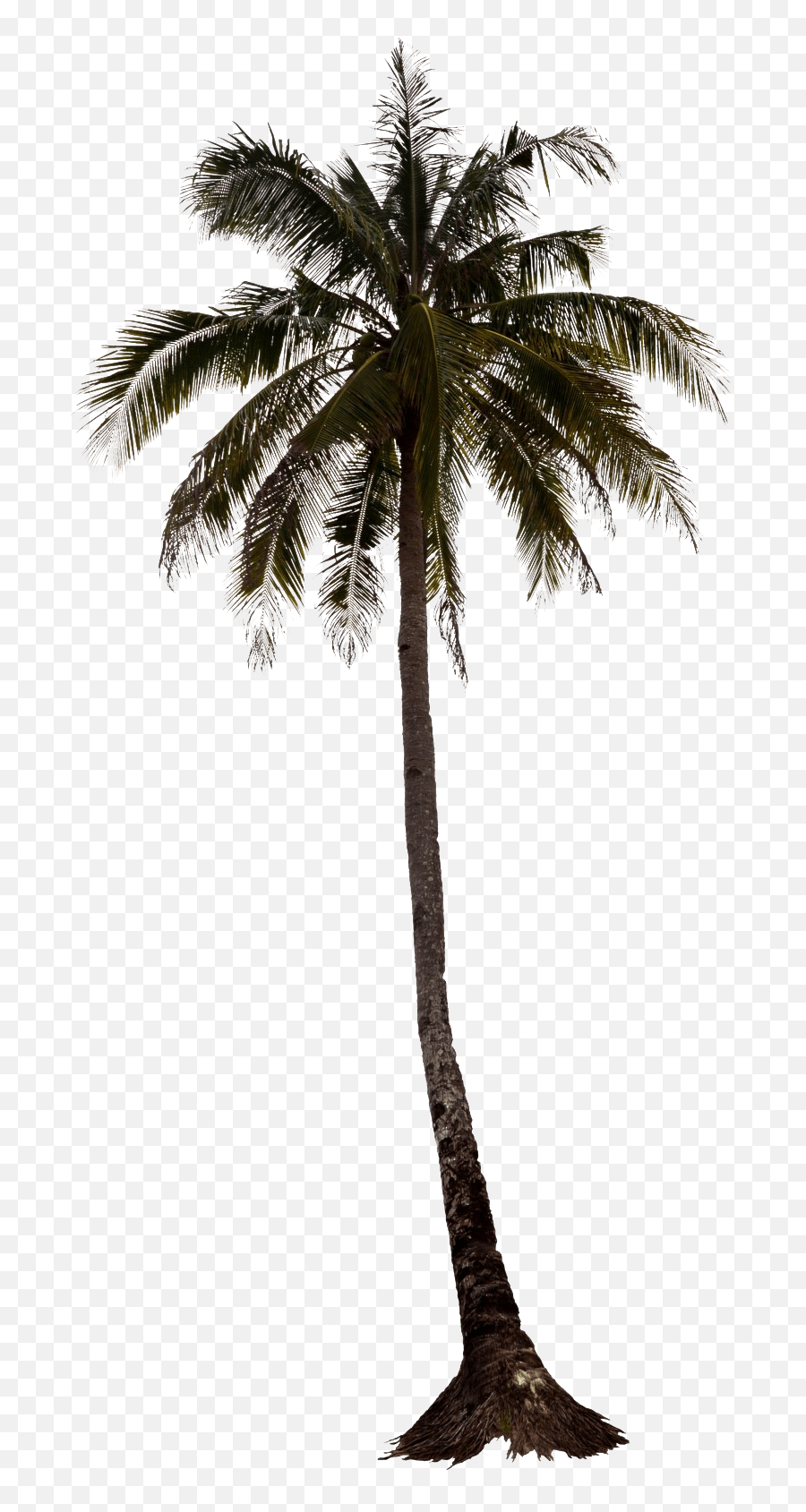 Discover free hd palm tree silhouette png images. Black Palm Tree Transparent Background Png Play Palm Tree For Photoshop Trees Background Png Free Transparent Png Images Pngaaa Com