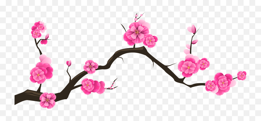 26,303 views • feb 7, 2020 • step by step tutorial how to draw cherry blossoms using a pencil. Japanese Cherry Blossom Drawing Black Transparent Cherry Blossom Branch Png Cherry Blossoms Transparent Free Transparent Png Images Pngaaa Com