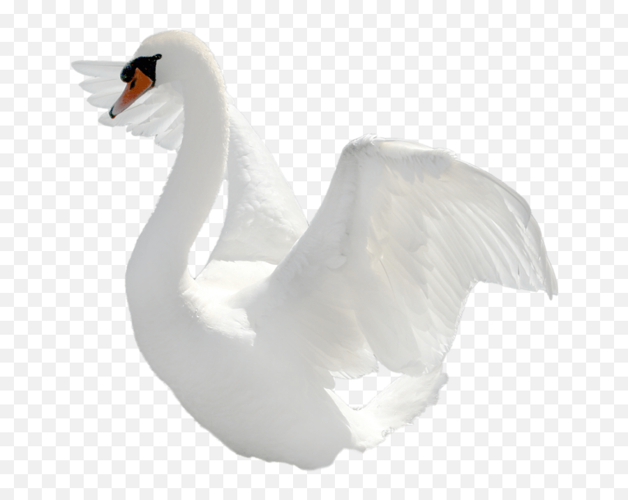 ✓ free for commercial use ✓ high quality images. Swan Icon Png Swan Hd Png Transparent Background Swan Png Free Transparent Png Images Pngaaa Com