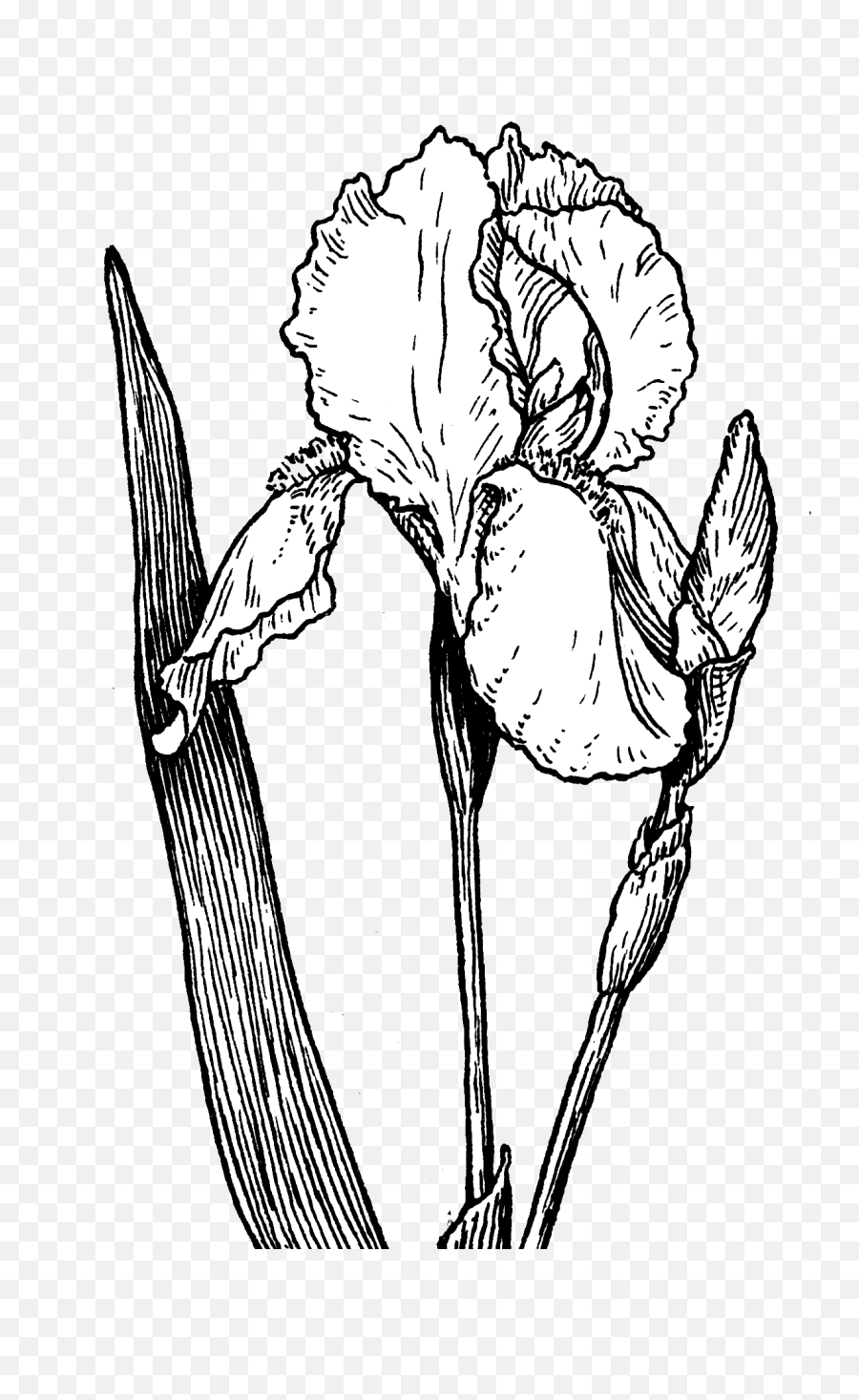 Familiaris) occurring as a wide variety of breeds, many of which are traditionally used for hunting, herding, drawing sleds, and other tasks, and are kept as pets. Fileiris Plant Psfpng Wikimedia Commons Iris Flower Drawing Png Iris Flower Png Free Transparent Png Images Pngaaa Com