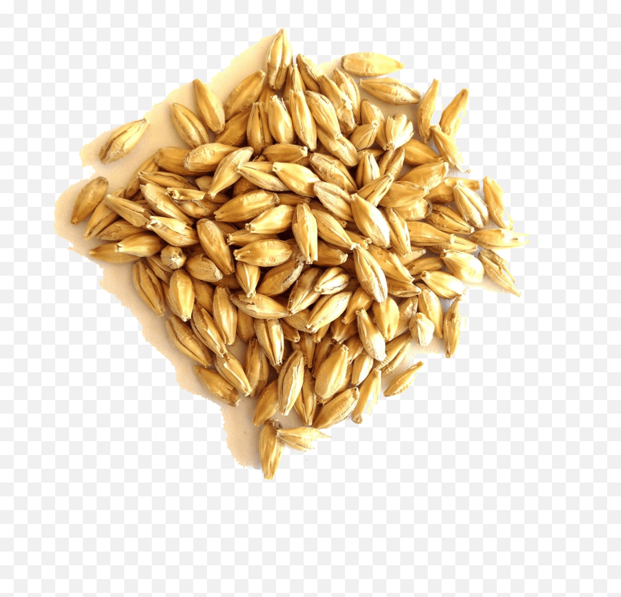 Wheat barley png vectors (37) · cute cartoon of beer vector. Barley Grain Png File In English Barley Png Free Transparent Png Images Pngaaa Com