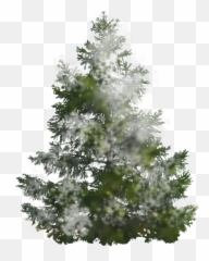 Discover 494 free pine trees png images with transparent backgrounds. Free Transparent Pine Tree Transparent Background Images Page 1 Pngaaa Com