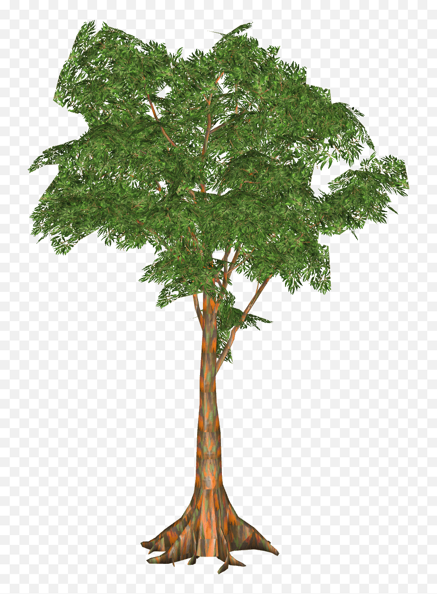 Are you searching for eucalyptus png images or vector? Rainbow Eucalyptus Rainbow Eucalyptus Tree Png Eucalyptus Png Free Transparent Png Images Pngaaa Com