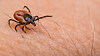 Ticks and Meat Allergies: A Growing Concern (2026)
