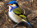 Scribble Diffusion Ai Turn Your Sketch Into A Refined Image Free Online