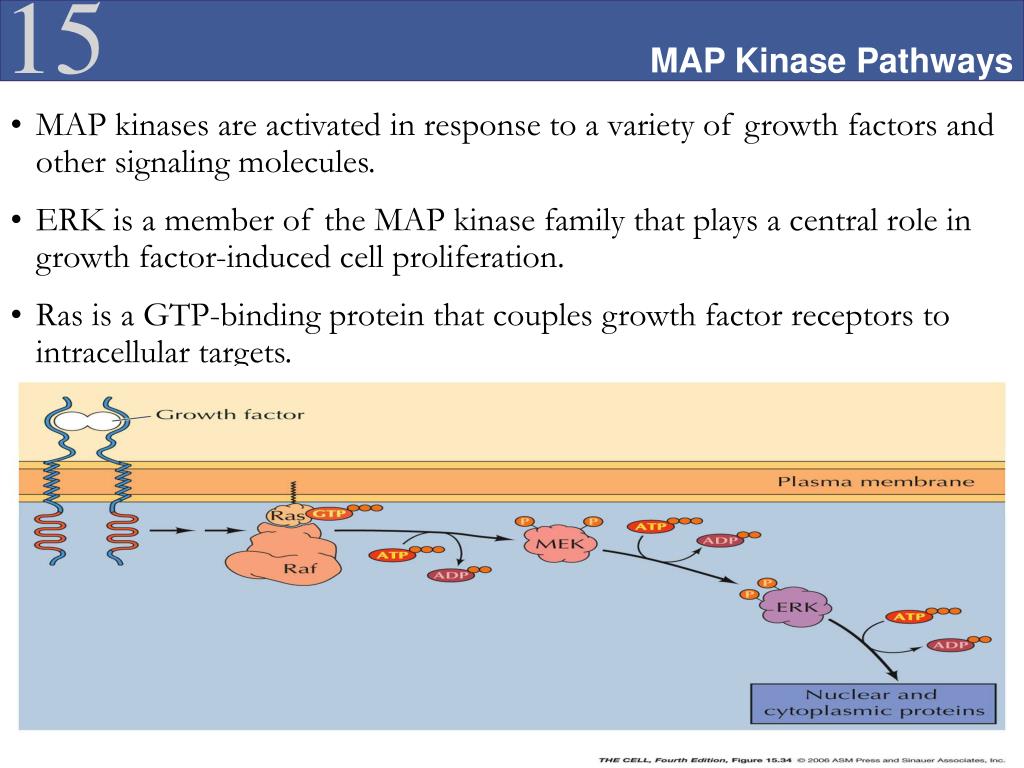PPT Cell Signaling PowerPoint Free Download ID 1404238 Map Kinase Pathways L 