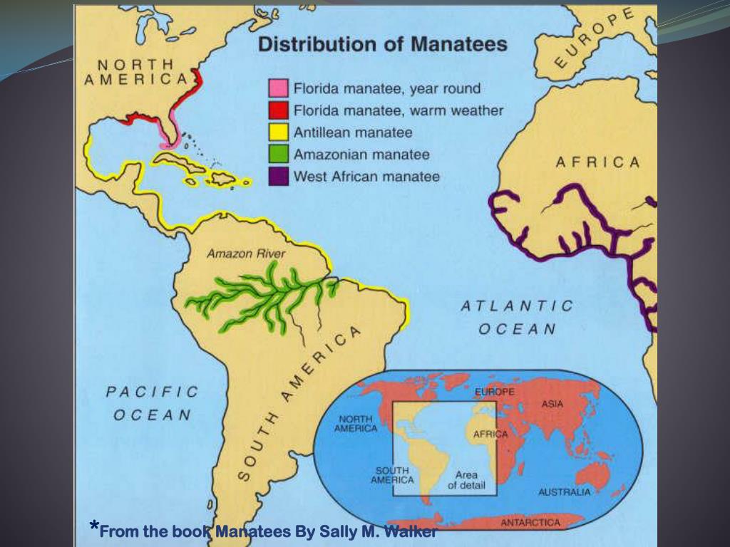 PPT The Manatee PowerPoint Free Download ID 148411 Slide8 L 