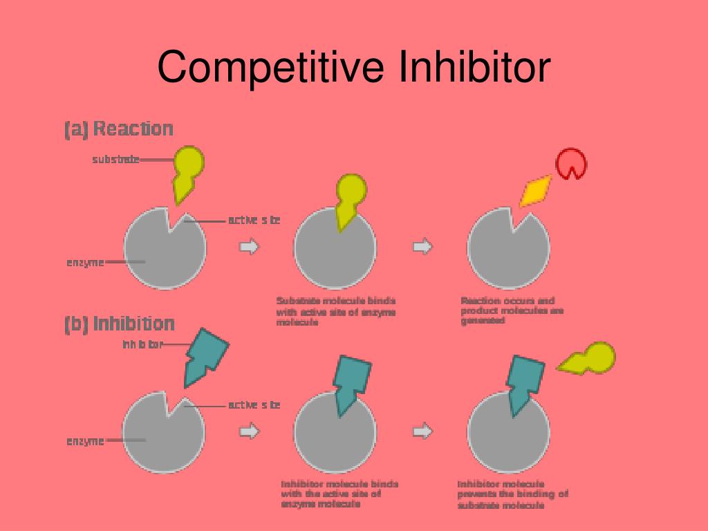 Competitive inhibition with example at hayley hood blog