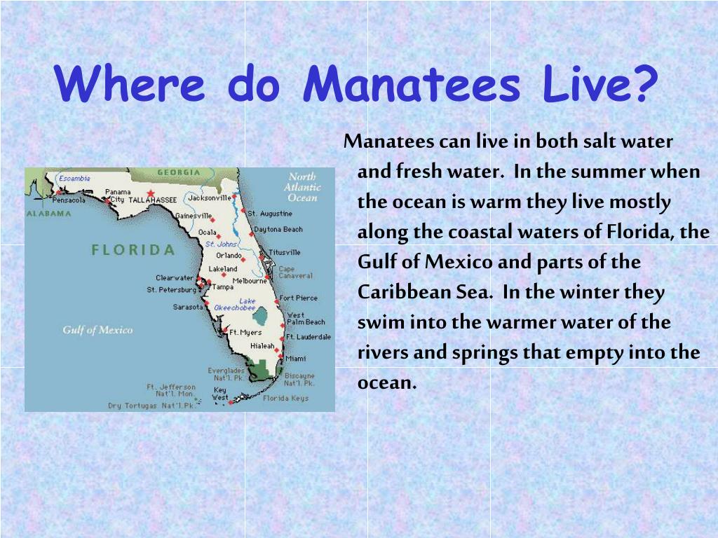 PPT Manatee PowerPoint Free Download ID 335478 Where Do Manatees Live L 